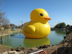 ラバーダック3