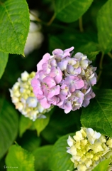 紫陽花