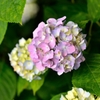 紫陽花