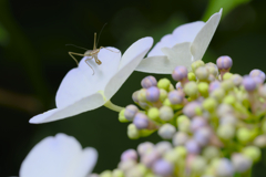 可愛いハンター