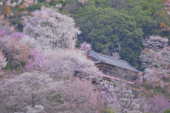 如意輪寺を臨む