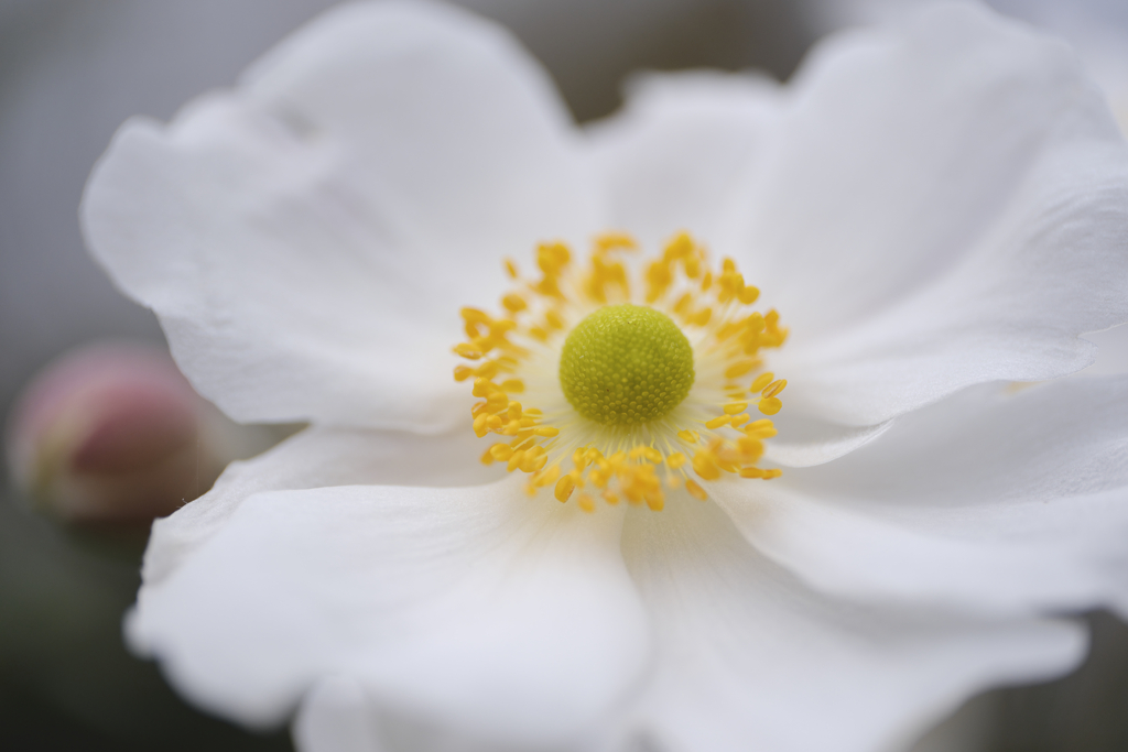 シュウメイギク