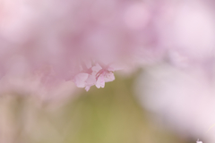 「アドプト・おかめ桜」で河津桜