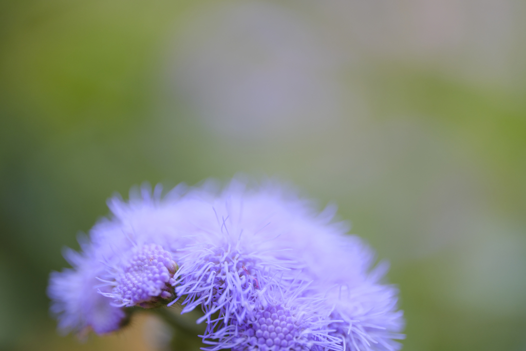 オオカッコウアザミ