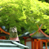 狛犬