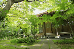 龍尾寺の新緑