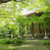 龍尾寺の新緑