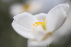 シュウメイキク～REALA ACE~