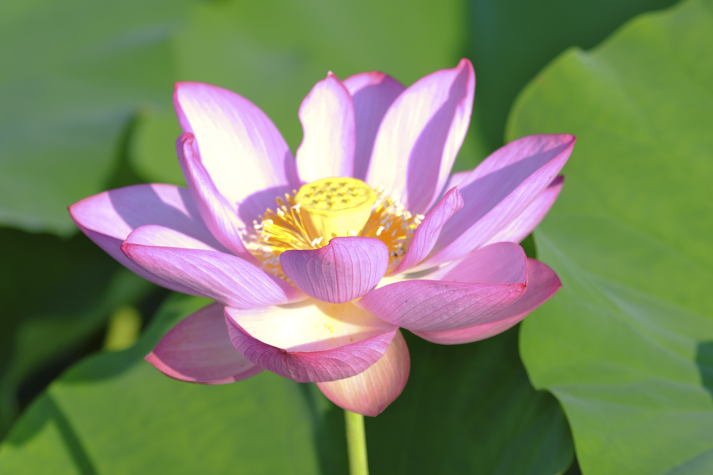 藤原京の蓮 (1)