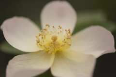フランクリンツリー～ノスタルジックネガ～