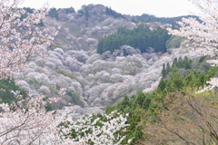 中千本から滝桜を望む
