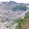 中千本から滝桜を望む