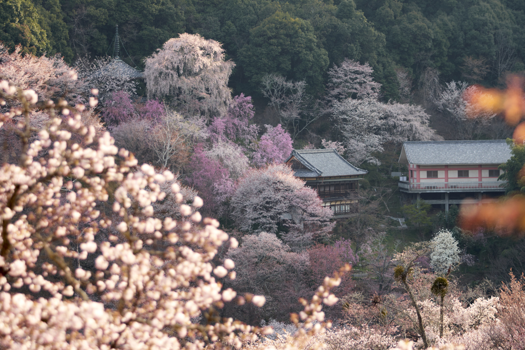 如意輪寺を望む