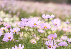 コスモス