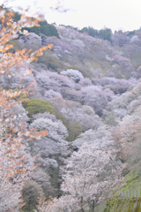 滝桜