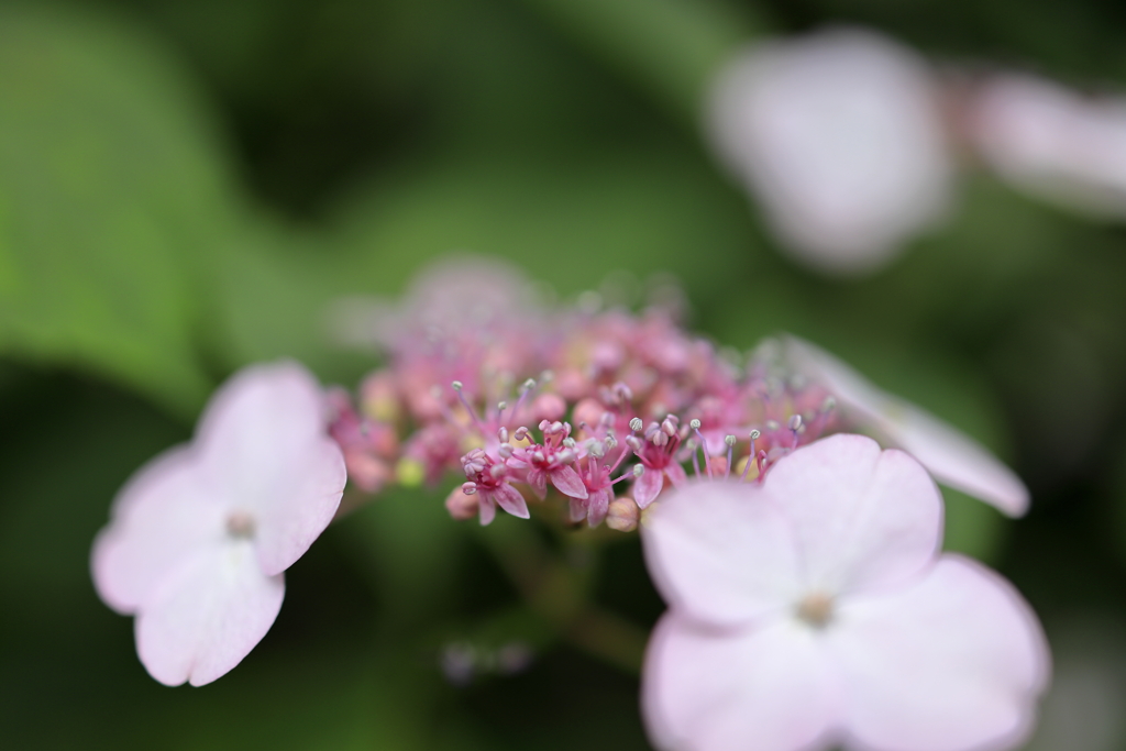 紫陽花 ２