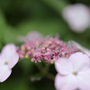 紫陽花 ２