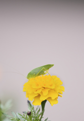 クツワムシとマリーゴールド