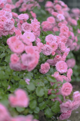 Beaucoup de roses…（バラがいっぱい）