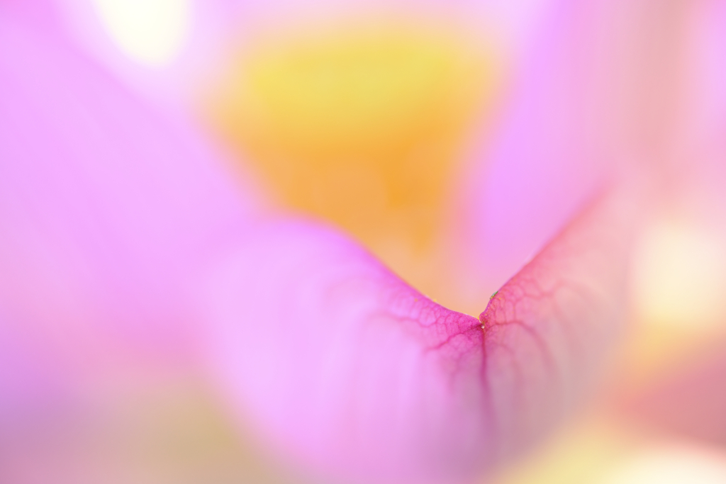 花びら
