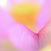 花びら