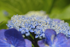 真花
