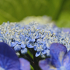 真花