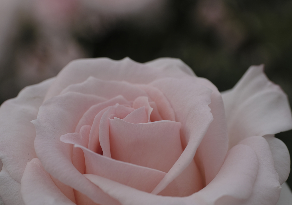 ブライダル・ピンク