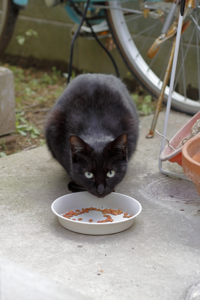 ノラちゃんです