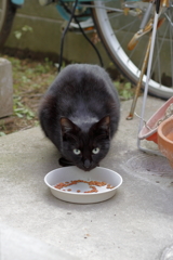 ノラちゃんです
