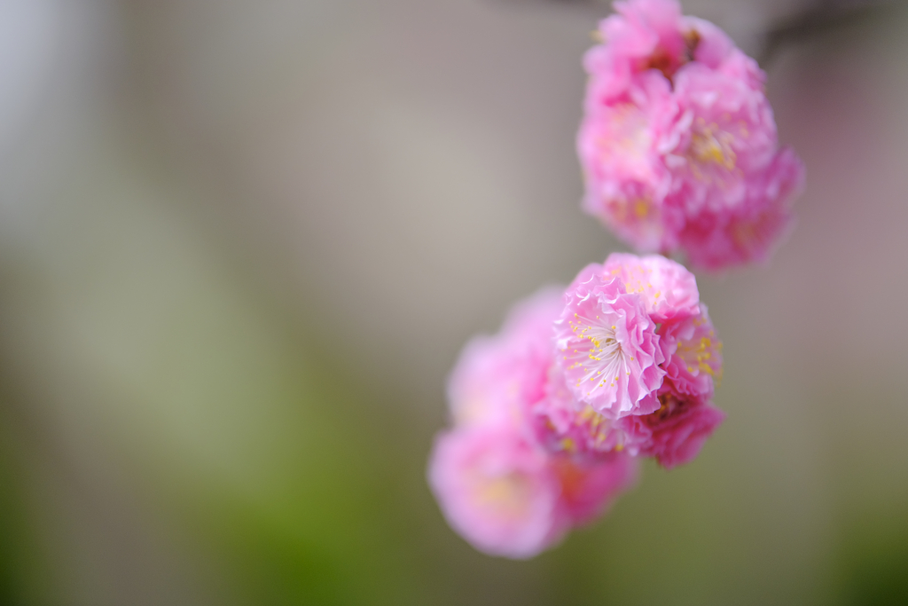 Plum Blossoms