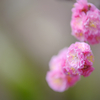 Plum Blossoms