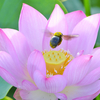 蓮と熊蜂