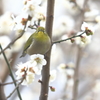 今年も来てくれました