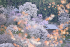 五郎平茶屋から如意輪寺を望む
