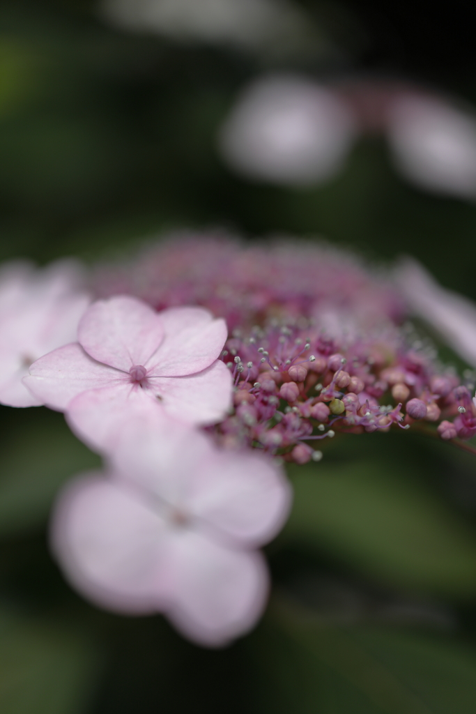 紫陽花 ３
