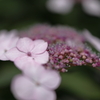 紫陽花 ３