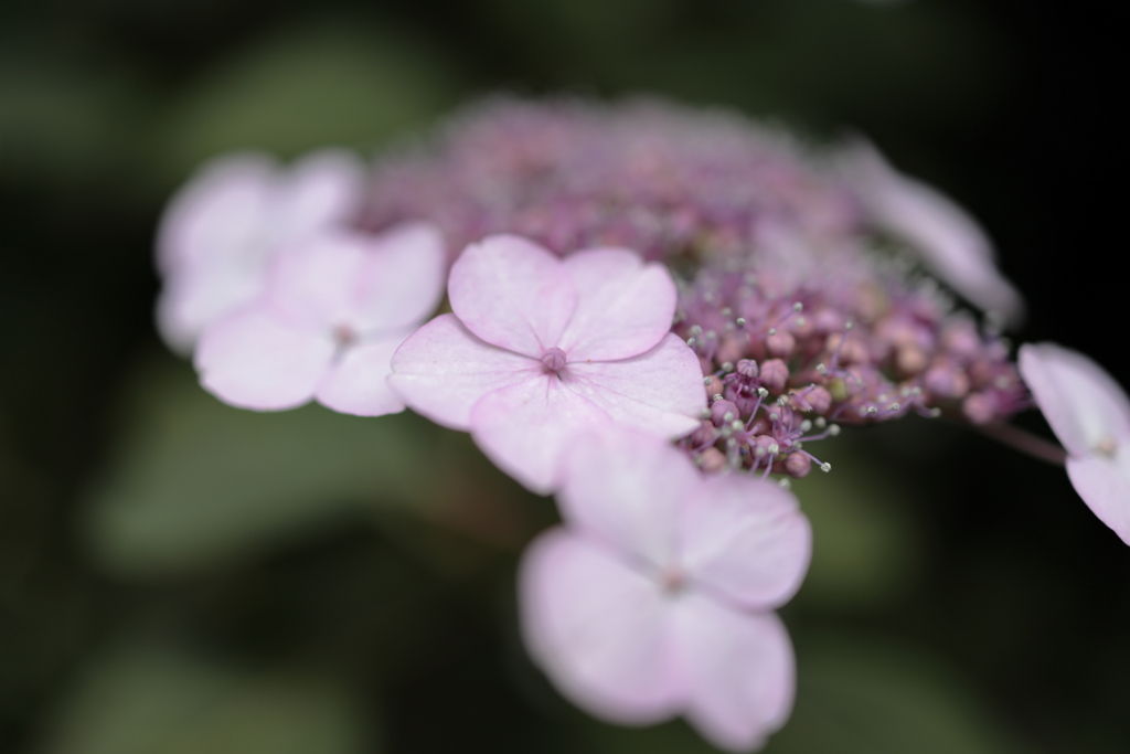 紫陽花