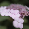 紫陽花