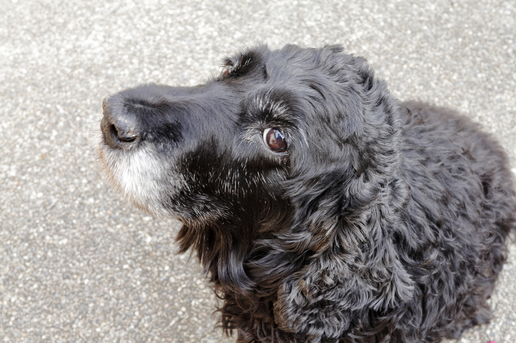 愛犬