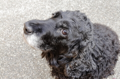 愛犬