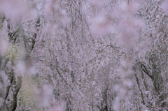 桜シャワー