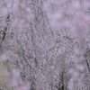桜シャワー