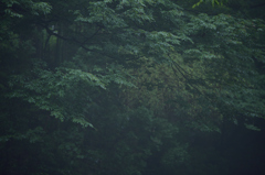 深緑