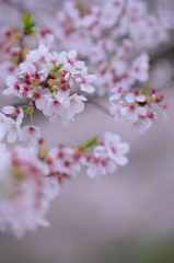 花から葉へ