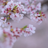 花から葉へ