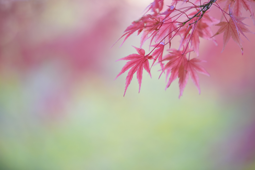 イロヅイテ