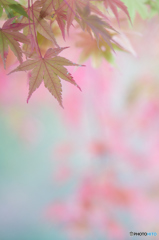 ほんのりと