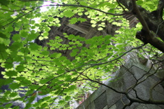 緑の目隠し