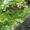 緑の目隠し